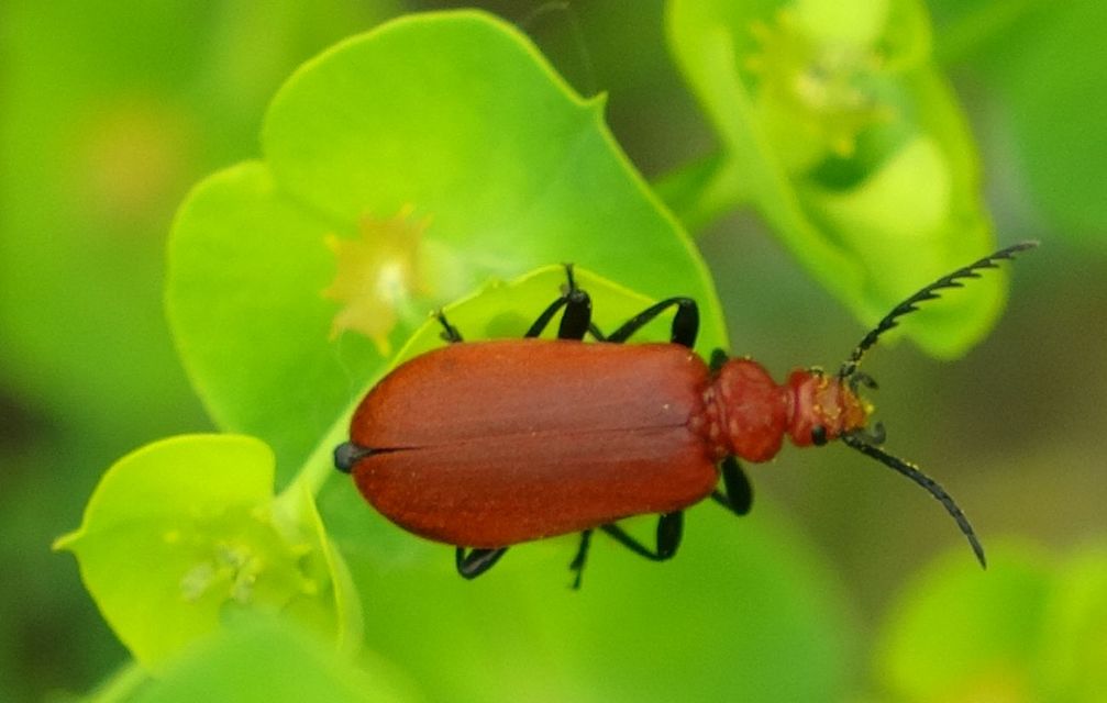 Pyrochroa serraticornis - közép-bíborbogár