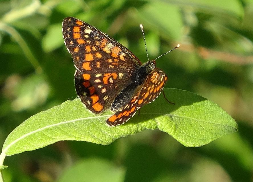Euphydryas maturna - díszes tarkalepke