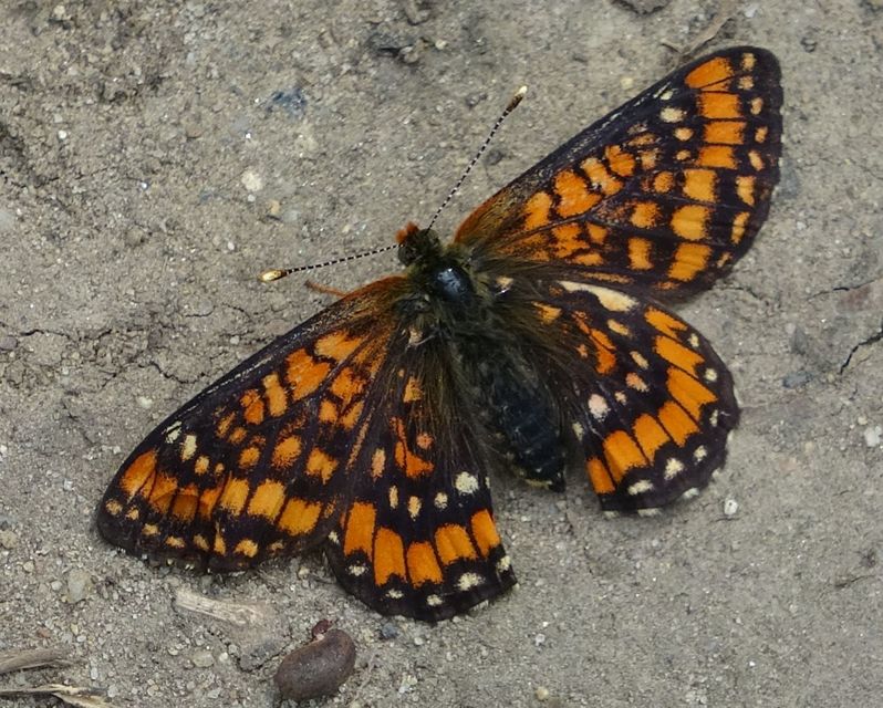 Euphydryas maturna - díszes tarkalepke