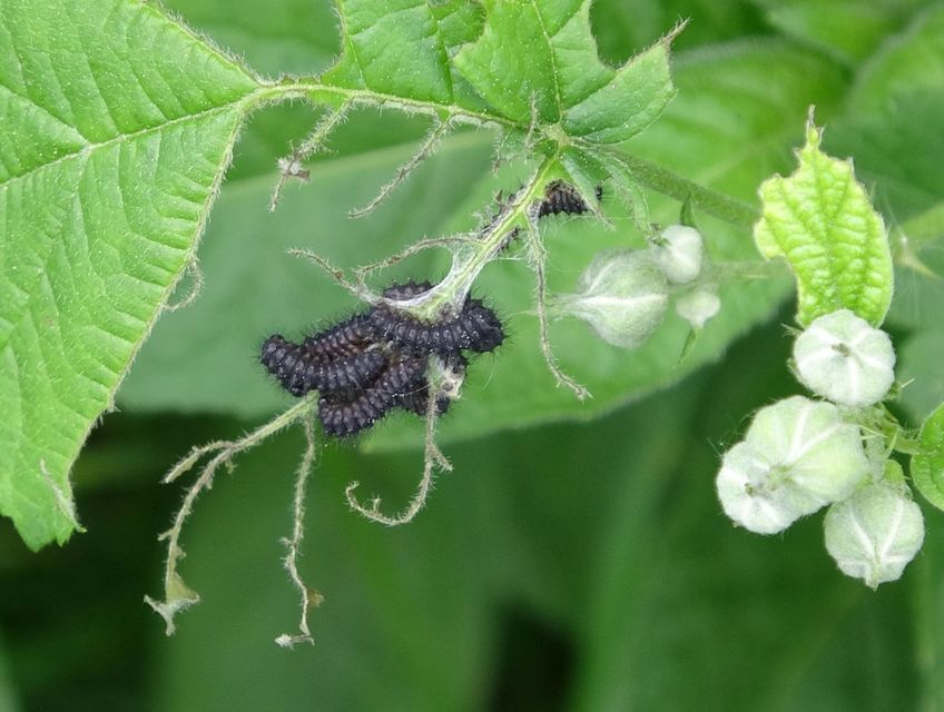 Saturnia pavoniella/pavonia