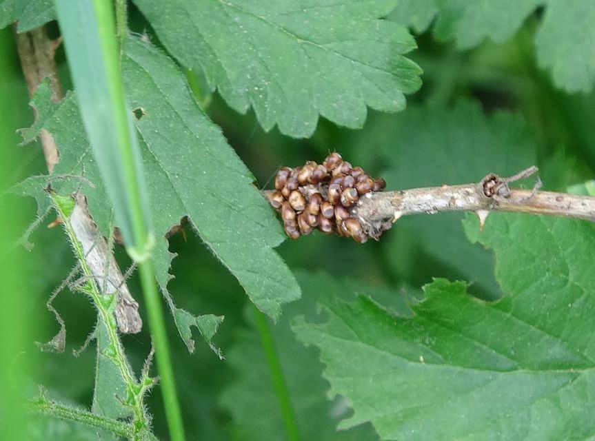 Saturnia pavoniella/pavonia