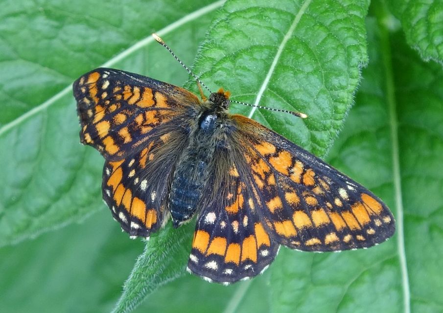 Euphydryas maturna - díszes tarkalepke
