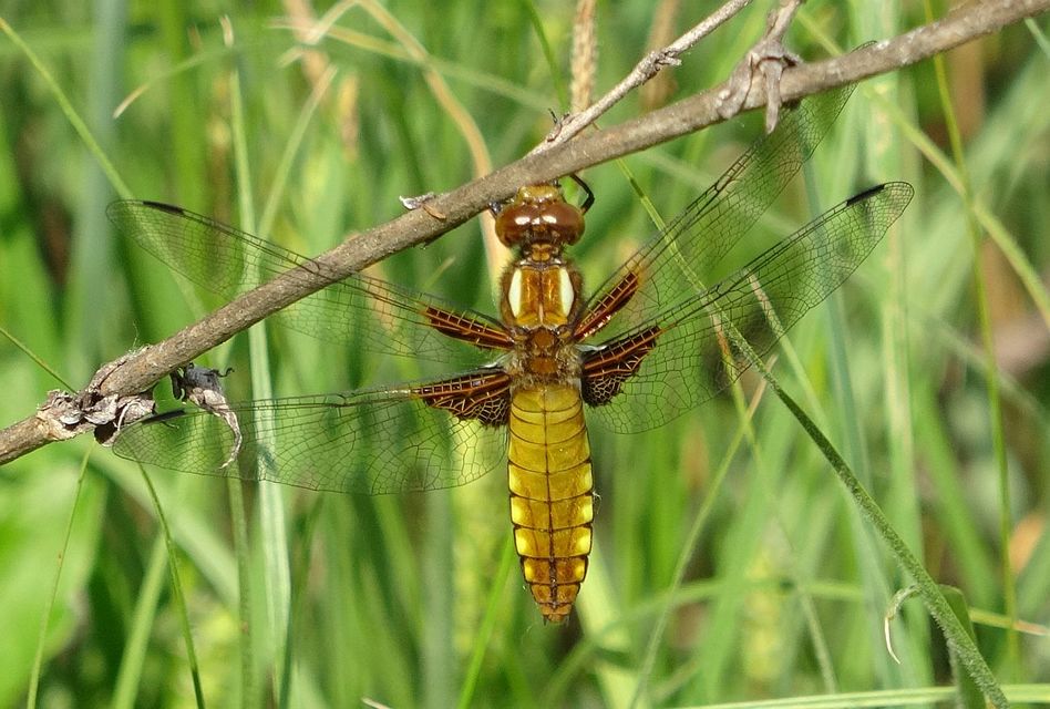 Libellula depressa - széles laposacsa