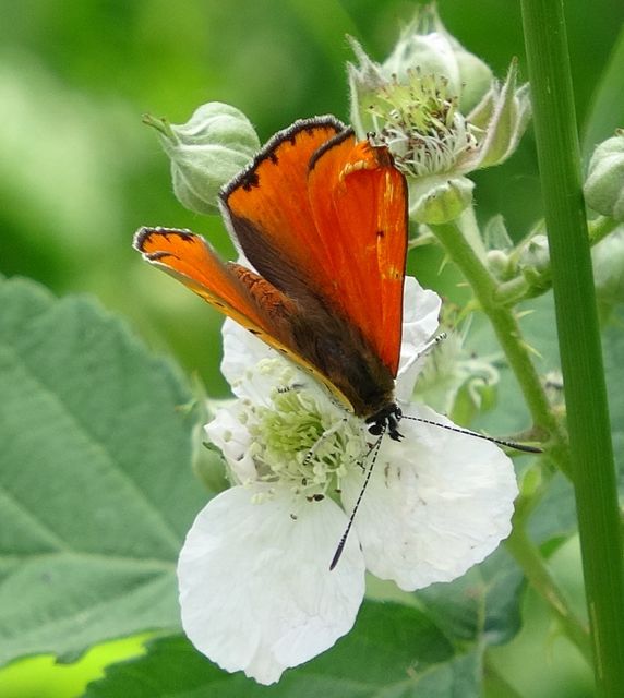 Lycaena dispar rutilus - nagy tűzlepke