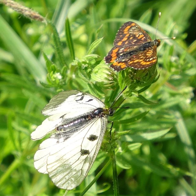 Parnassius mnemosyne - kis apollólepke