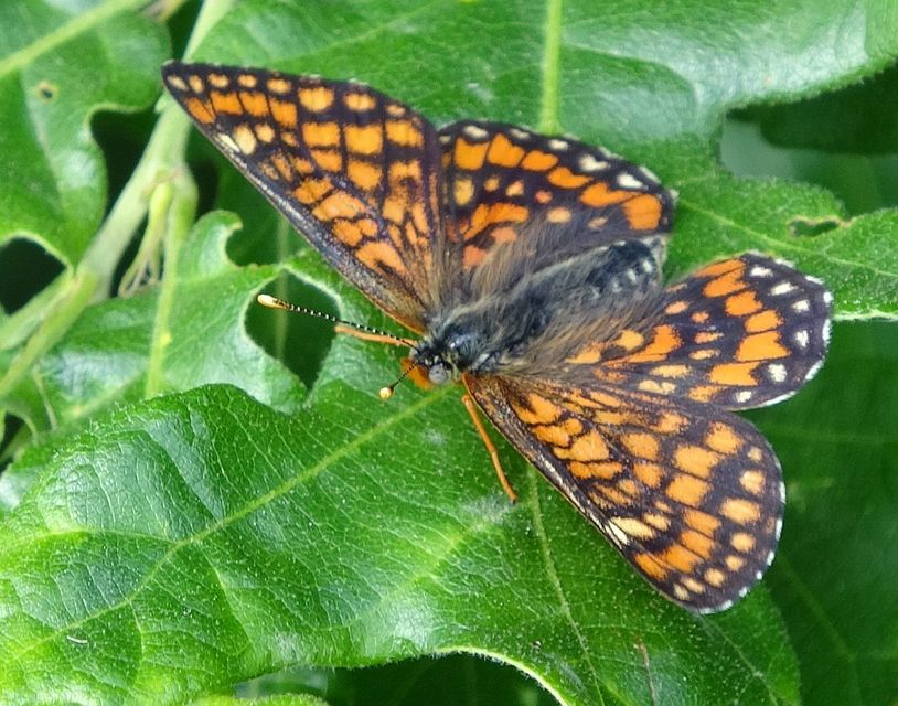 Euphydryas maturna - díszes tarkalepke
