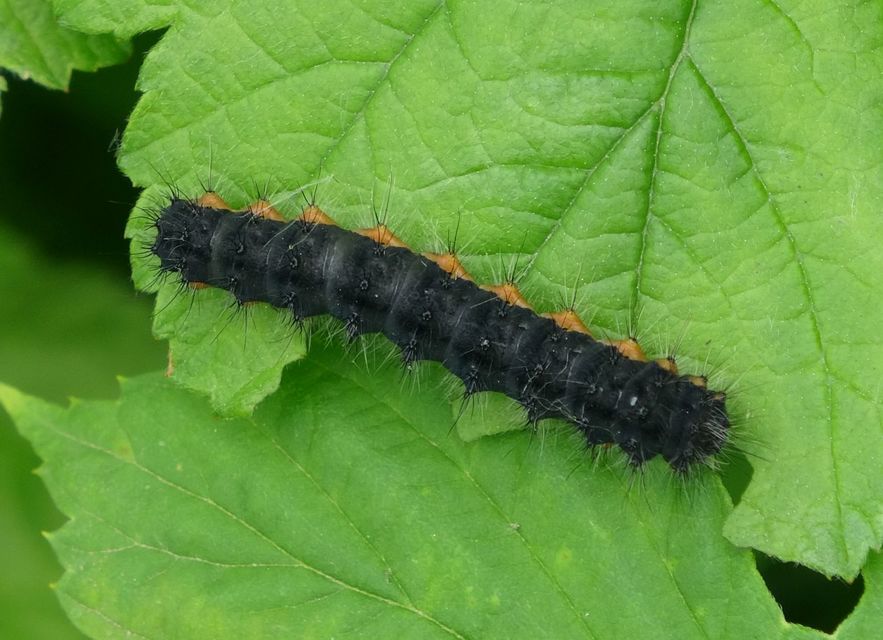 Saturnia pavoniella/pavonia