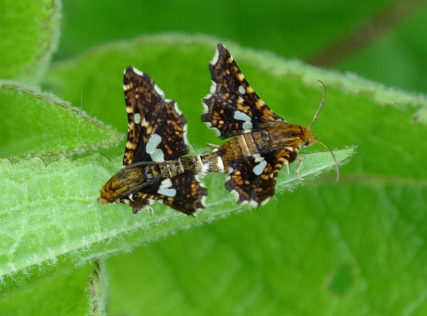 Thyris fenestrella - gyakori ablakosmoly