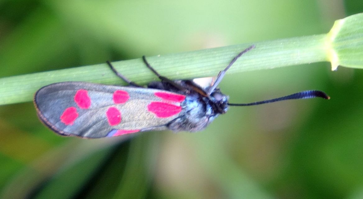 Zygaena filipendulae - acélszínű csüngőlepke