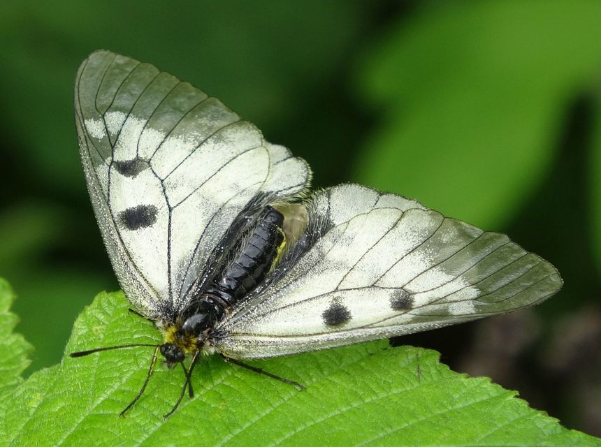 Parnassius mnemosyne - kis apollólepke