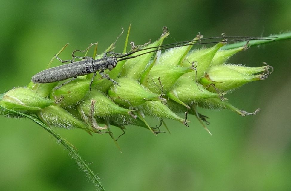 Calamobius filum - hosszúcsápú szalmacincér