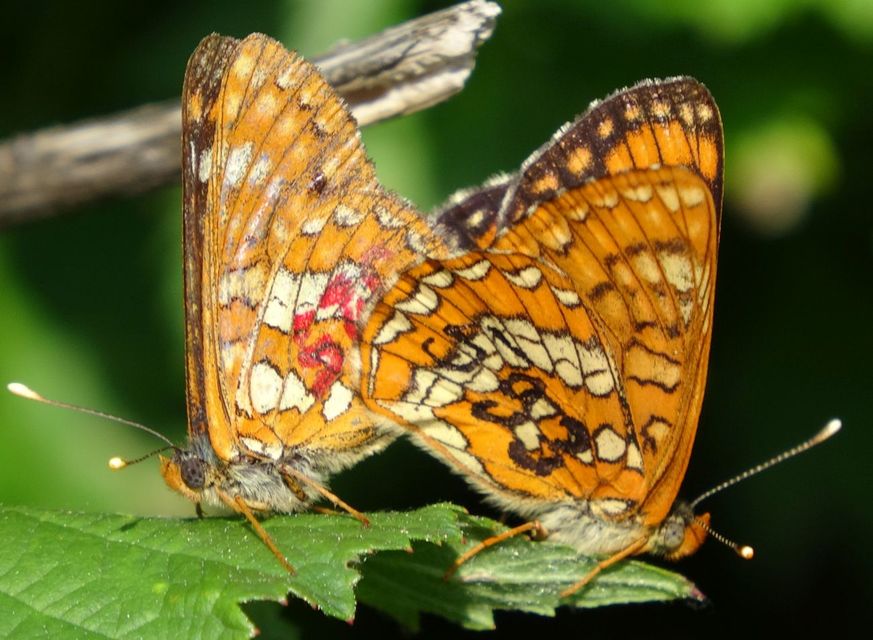 Euphydryas maturna - díszes tarkalepke