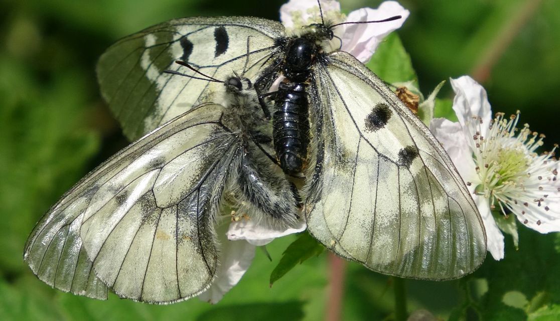 Parnassius mnemosyne - kis apollólepke