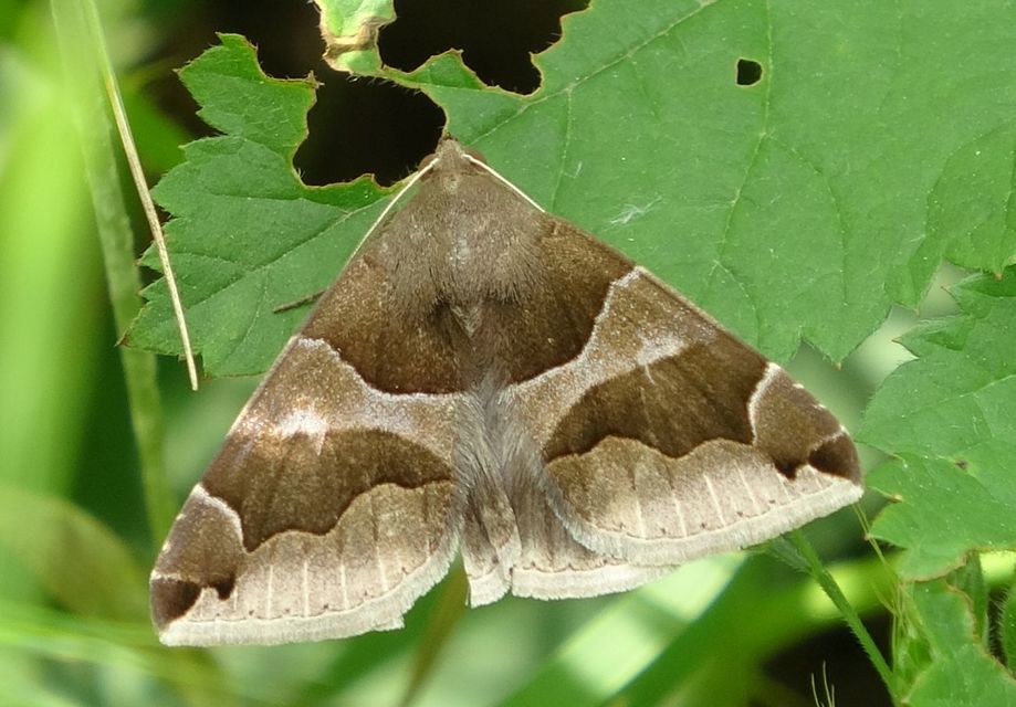 Dysgonia algira - déli porcelánbagoly
