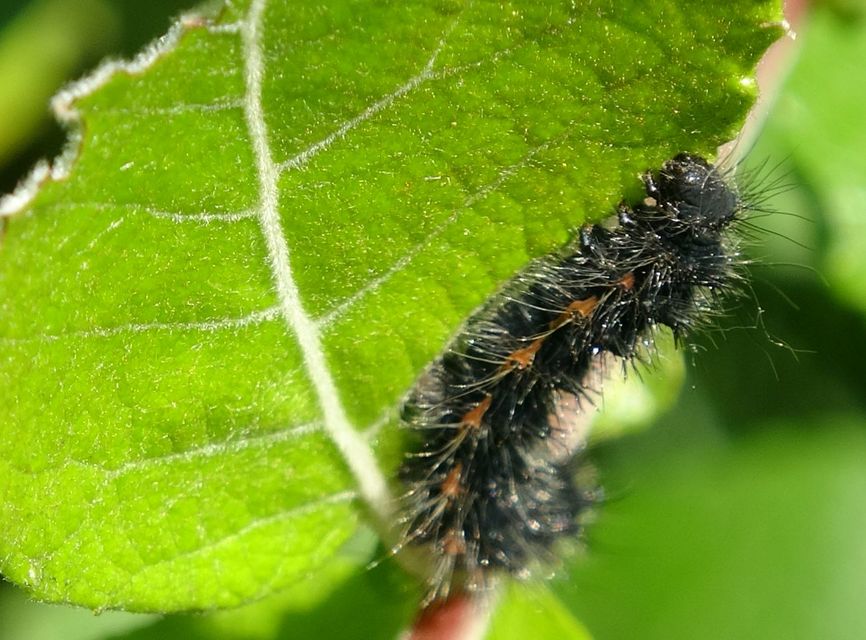 Saturnia pavoniella/pavonia