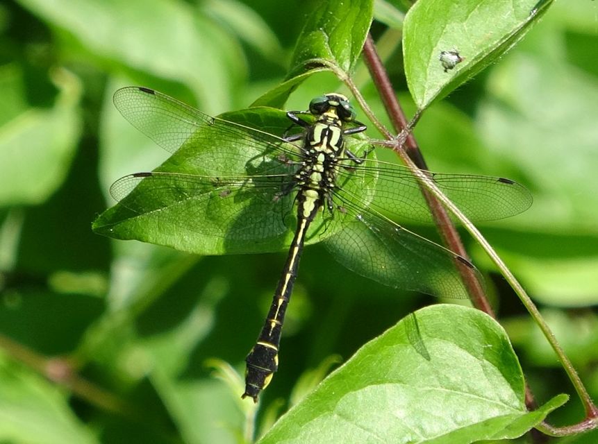 Gomphus vulgatissimus - feketelábú folyami-szitakötő