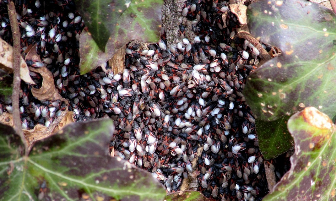 Oxycarenus lavaterae - hársbodobács