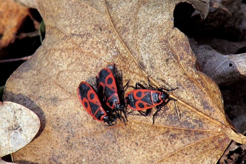 Pyrrhocoris apterus - verőköltő poloska