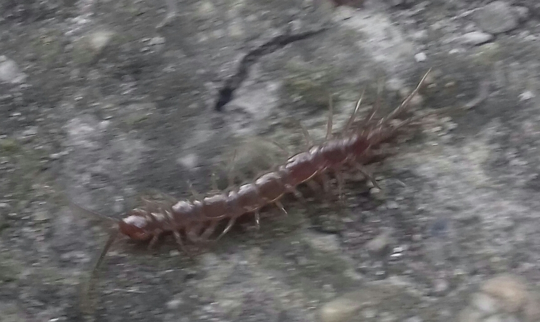 Lithobius