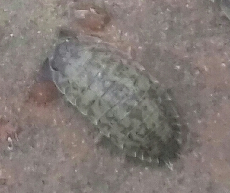 Porcellio scaber - érdes pinceászka