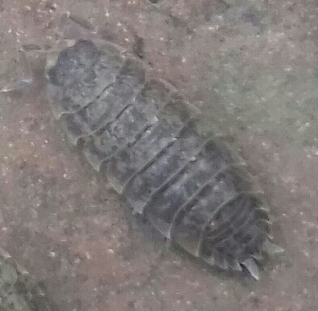 Porcellio scaber - érdes pinceászka