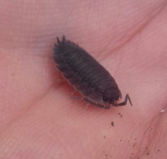 Porcellio scaber - érdes pinceászka