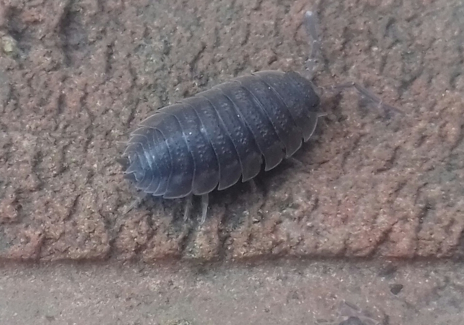 Porcellio scaber - érdes pinceászka