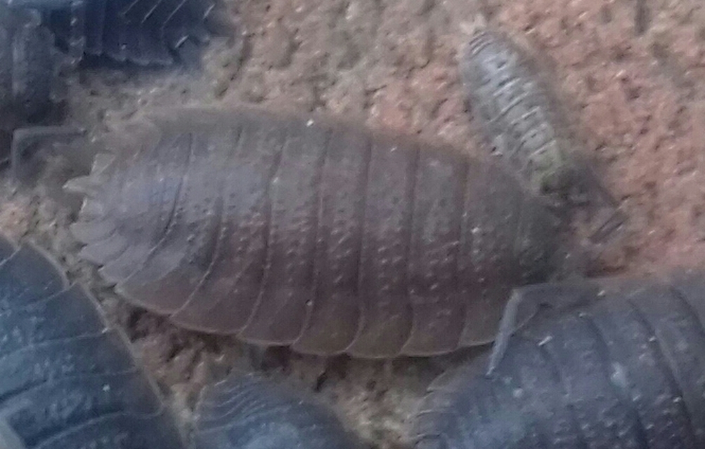 Porcellio scaber - érdes pinceászka