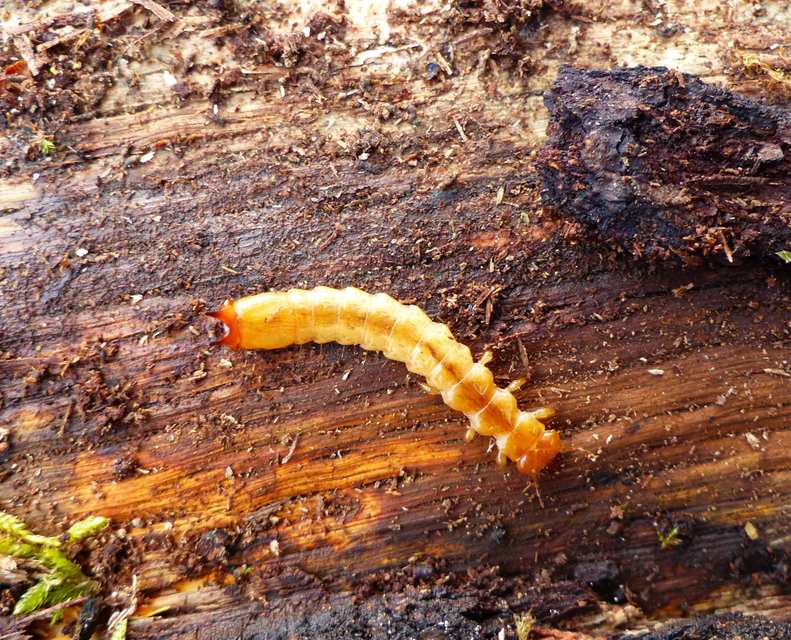 Pyrochroa coccinea - nagy bíborbogár