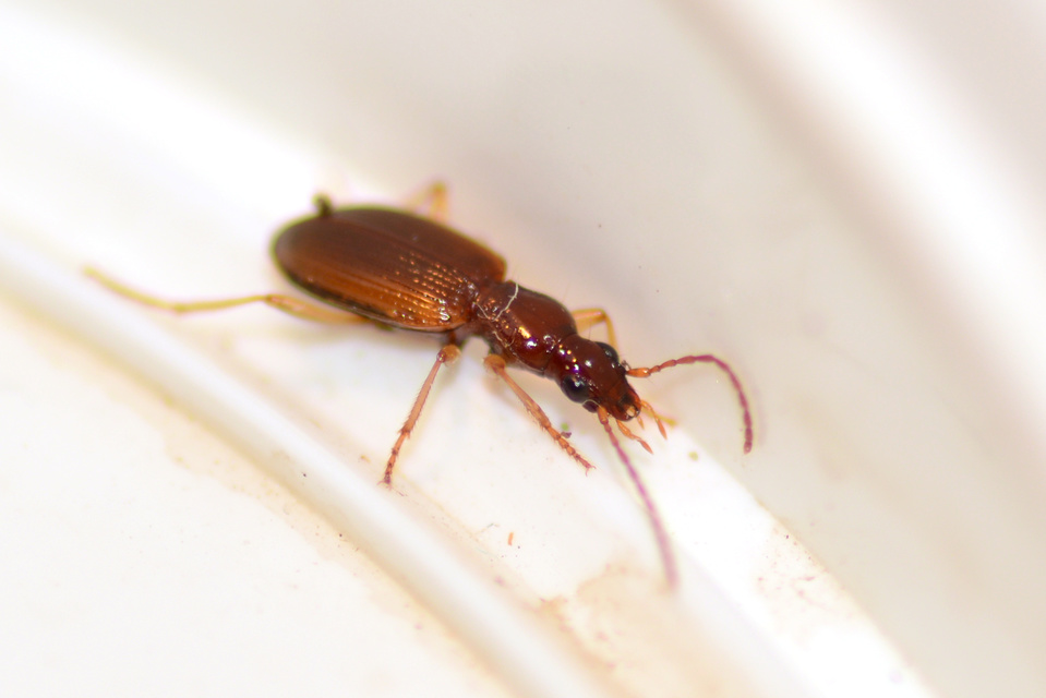 Oxypselaphus obscurus - barnás kisfutó