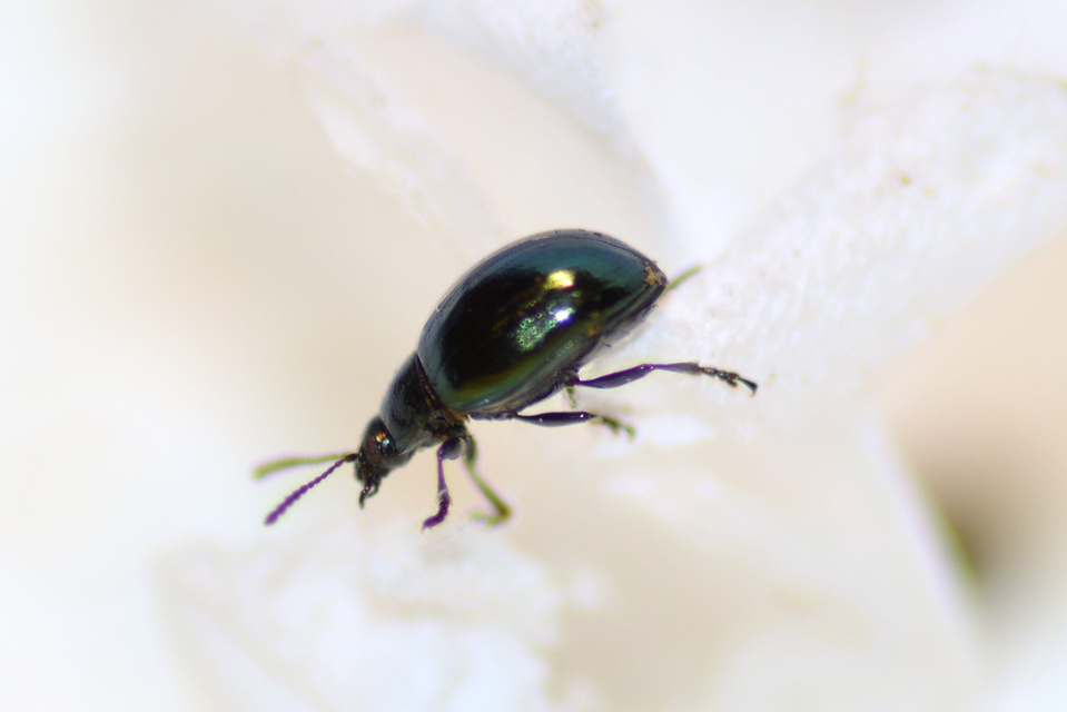 Phaedon cochleariae - vízitorma levélbogár