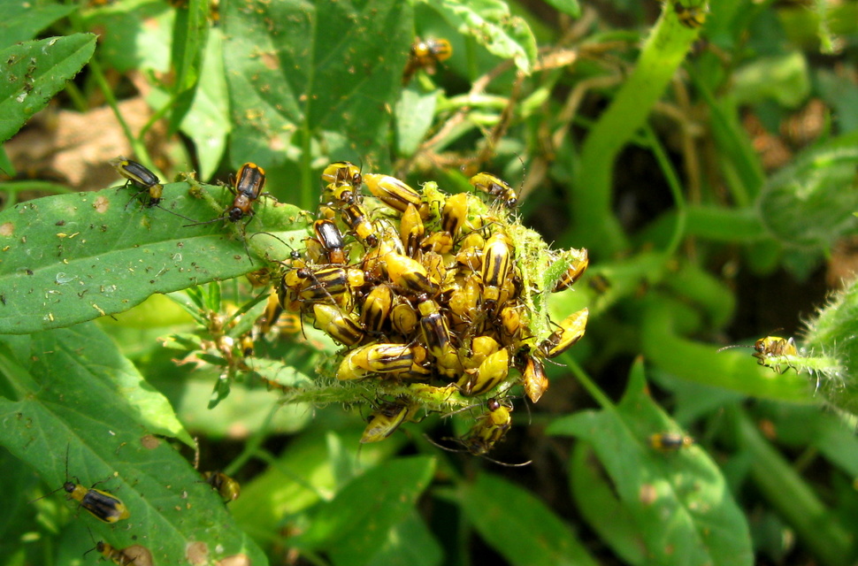 Diabrotica virgifera - amerikai kukoricabogár