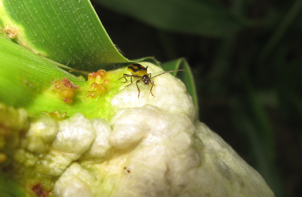 Diabrotica virgifera - amerikai kukoricabogár