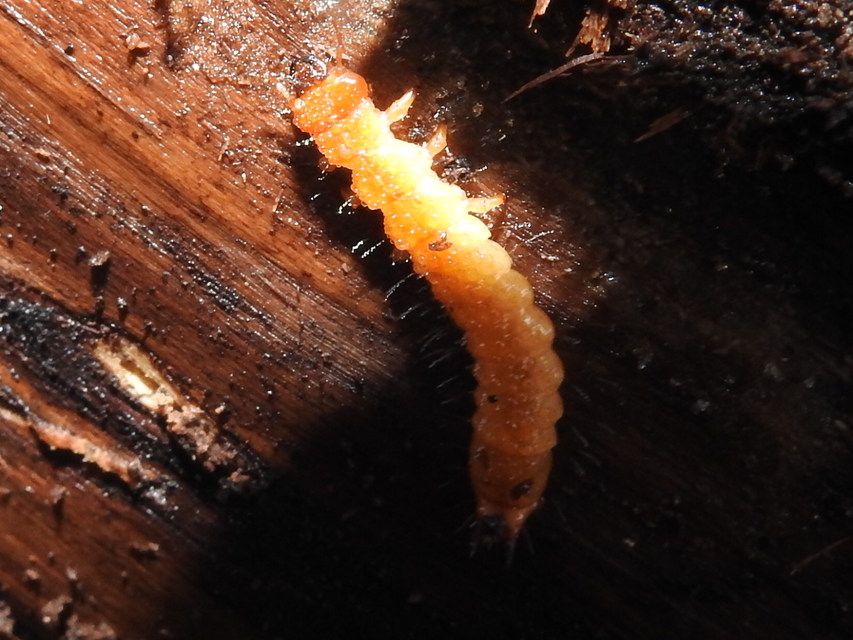 Pyrochroa coccinea - nagy bíborbogár