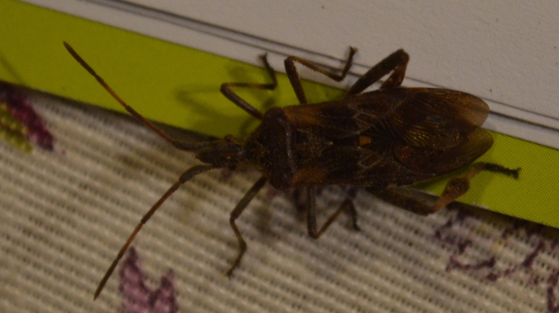 Leptoglossus occidentalis - nyugati levéllábú poloska