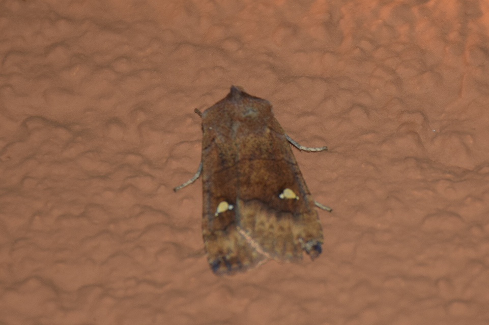 Eupsilia transversa - holdacskás télibagoly