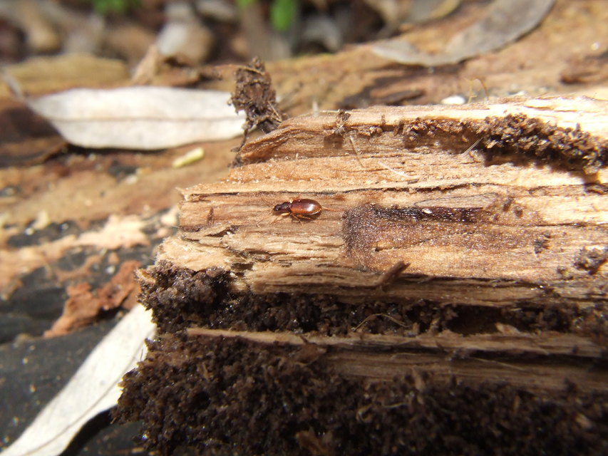 Oxypselaphus obscurus - barnás kisfutó