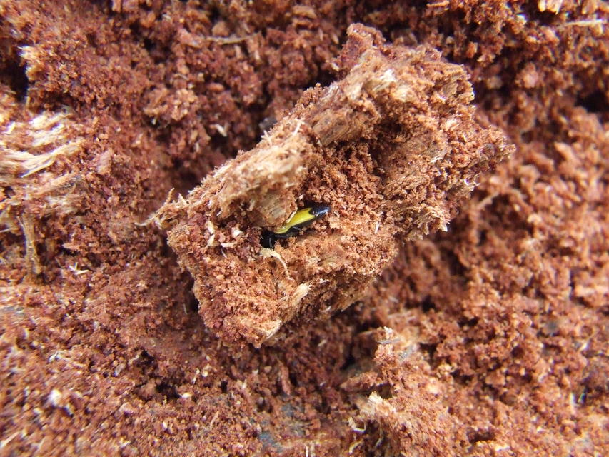 Ampedus elegantulus - csinos pattanó