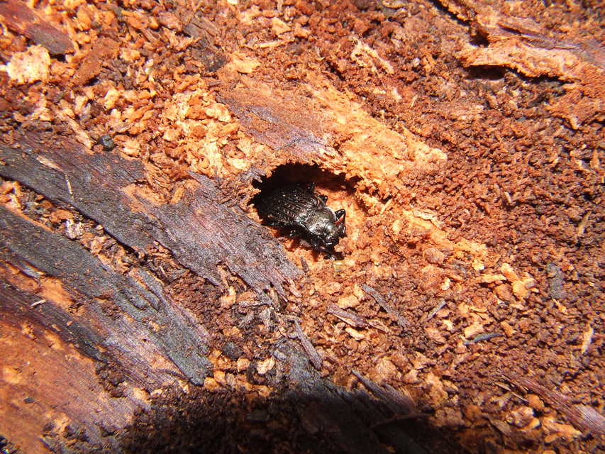 Carabus granulatus - mezei futrinka