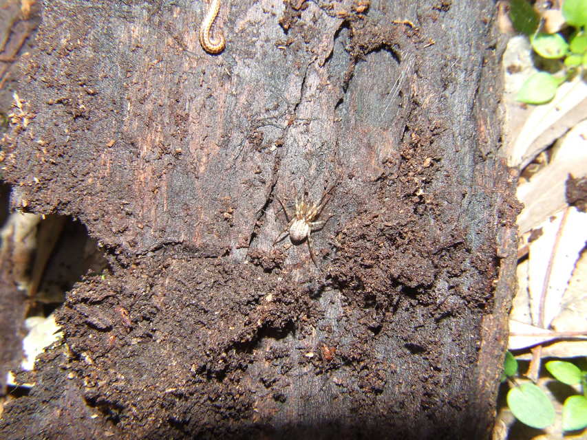 Linyphiidae - vitorláspókok