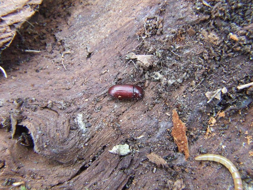 Uloma culinaris - nagy rágványbogár