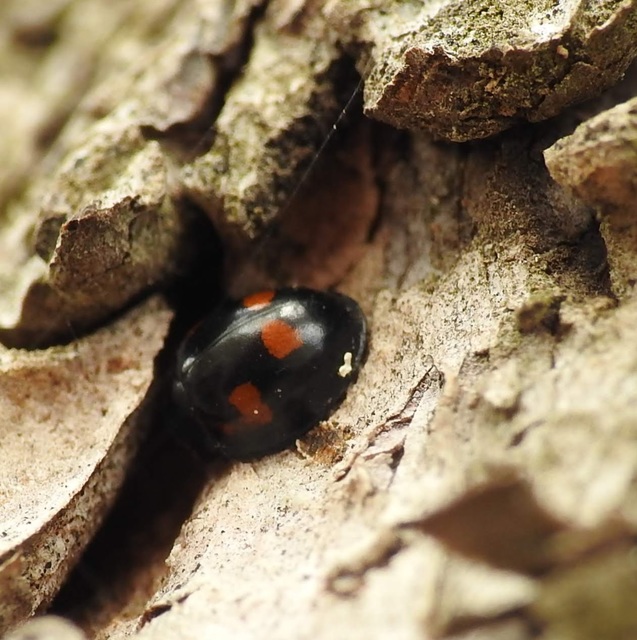 Exochomus quadripustulatus - négyfoltos szerecsenkata