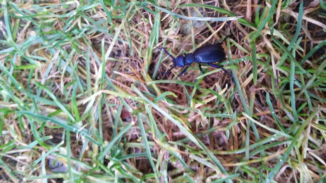 Meloe proscarabaeus - közönséges nünüke