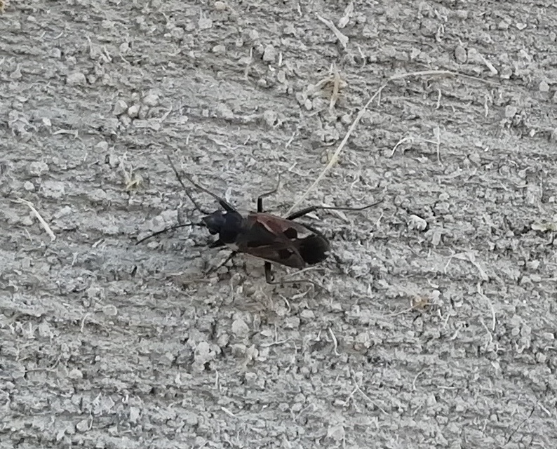 Rhyparochromus vulgaris - közönséges díszesbodobács