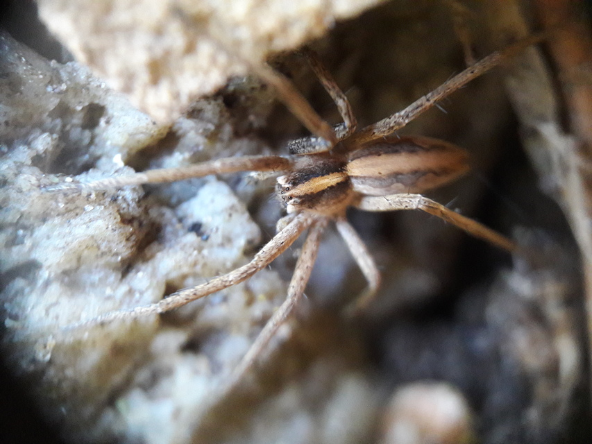 Pisaura mirabilis - csodáspók