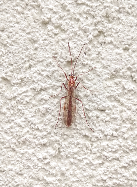 Ophion obscuratus