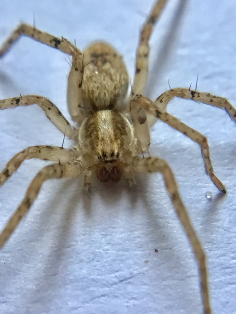 Anyphaena accentuata - jegyespók