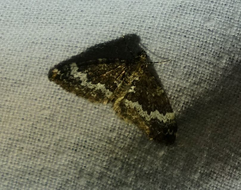 Perizoma alchemillata - árvacsalán-araszoló