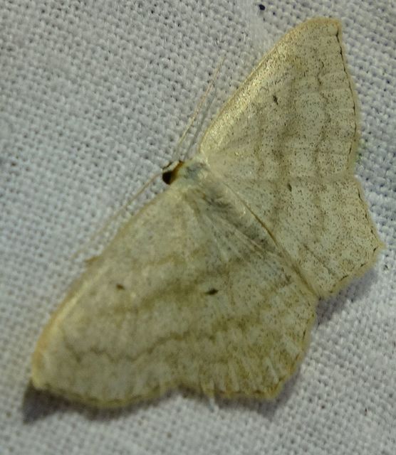 Scopula nigropunctata - feketepettyes araszoló