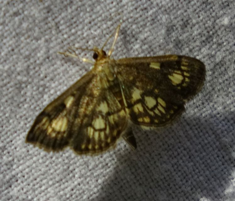 Anania stachydalis - mocsári dudvamoly